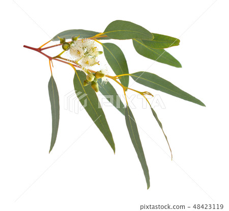 Blossoming eucalypt. Isolated on white Blossoming eucalypt. Isolated on white 48423119