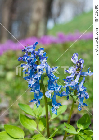 延胡索 延胡索 48423690