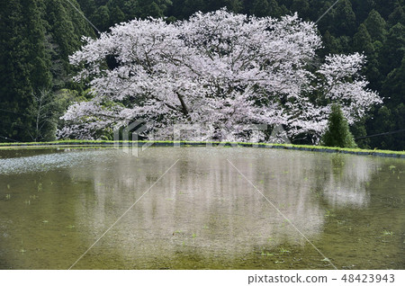 Uda奈良縣先生的櫻桃樹 48423943