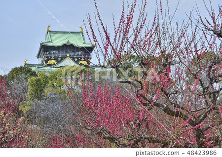 大阪城堡Bairin森林李子 大阪城堡Bairin森林李子 48423986