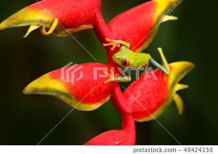 Red-eyed Tree Frog, Agalychnis callidryas 48424138
