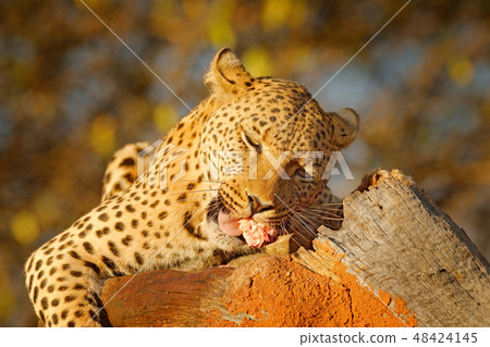 Leopard feeding catch on the tree 48424145
