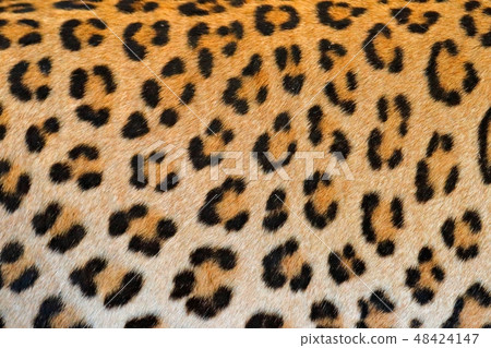 Leopard fur coat spotted detail, portrait of cat 48424147