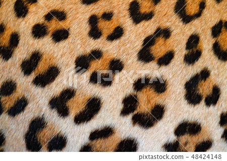 Leopard fur coat spotted detail, detail portrait Leopard fur coat spotted detail, detail portrait 48424148