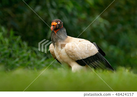 King vulture, Costa Rica, large bird 48424157