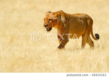 Big angry female lion in Etosha NP, Namibia Big angry female lion in Etosha NP, Namibia 48424161