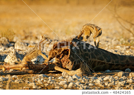 Giraffe carcass with two feeding jackals 48424165