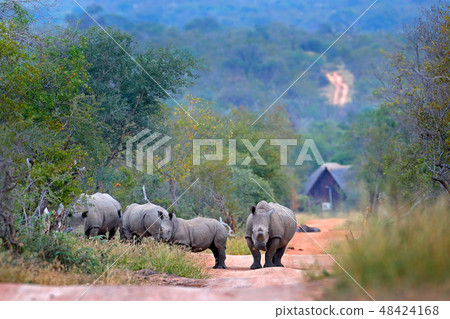 Rhino on the road in forest habitat 48424168