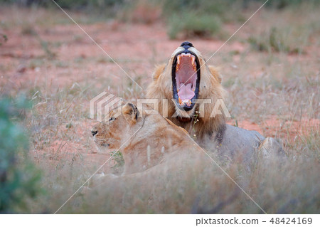 Portrait of pair of African lions, Panthera leo 48424169