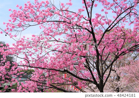 The double cherry blossoms of Ueno Park in full bloom [Taito-ku, Tokyo] 48424181