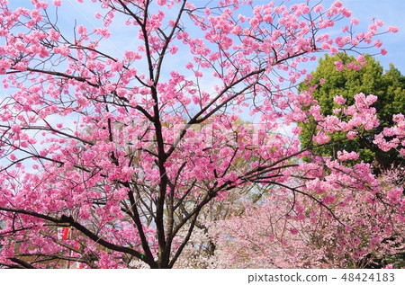 The double cherry blossoms of Ueno Park in full bloom [Taito-ku, Tokyo] 48424183