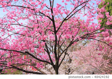上野公園的重瓣櫻盛開[東京台東區] 48424192