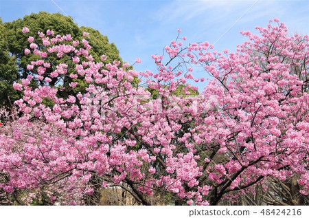 The double cherry blossoms of Ueno Park in full bloom [Taito-ku, Tokyo] 48424216