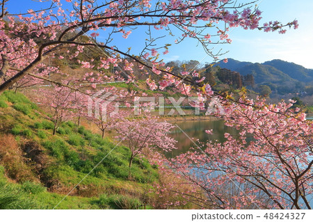 [千葉縣] Sakuma Dam湖Yoritomo櫻花節 48424327