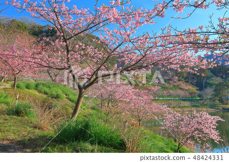 [Chiba Prefecture] Sakuma Dam Lake Yoritomo Sakura Festival 48424331