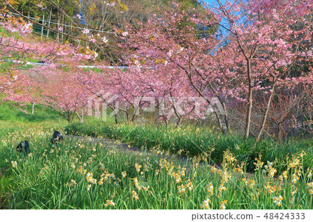 [Chiba Prefecture] Sakuma Dam Lake Yoritomo Sakura Festival 48424333