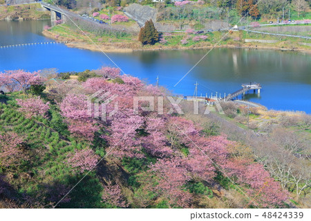 [Chiba Prefecture] Sakuma Dam Lake Yoritomo Sakura Festival 48424339