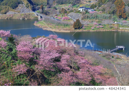 [千葉縣] Sakuma Dam湖Yoritomo櫻花節 48424341