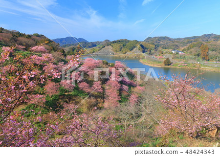 [Chiba Prefecture] Sakuma Dam Lake Yoritomo Sakura Festival 48424343