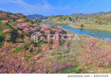 [Chiba Prefecture] Sakuma Dam Lake Yoritomo Sakura Festival 48424344