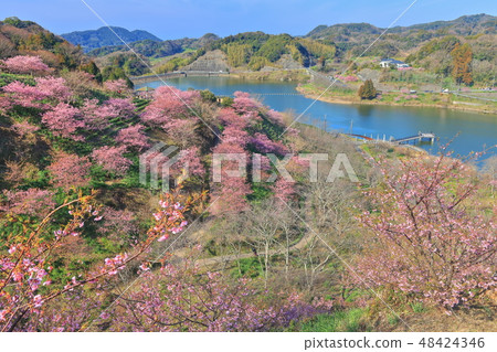 [千葉縣] Sakuma Dam湖Yoritomo櫻花節 48424346