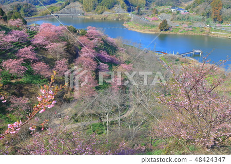 [Chiba Prefecture] Sakuma Dam Lake Yoritomo Sakura Festival 48424347