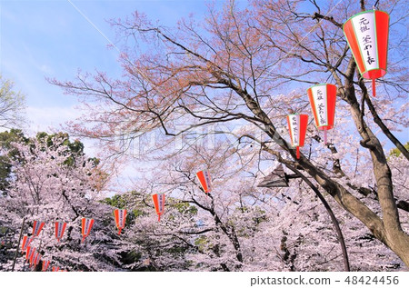 櫻花盛開的春天的上野公園[東京都台東區] 48424456