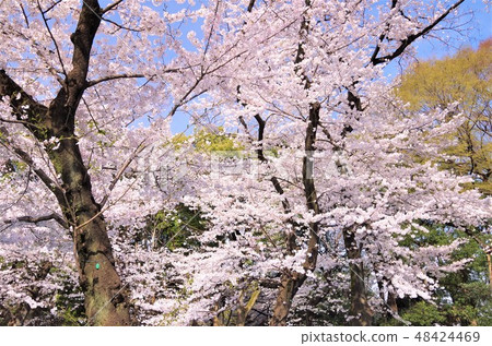 櫻花盛開的春天的上野公園[東京都台東區] 48424469