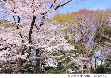 櫻花盛開的春天的上野公園[東京都台東區] 48424472