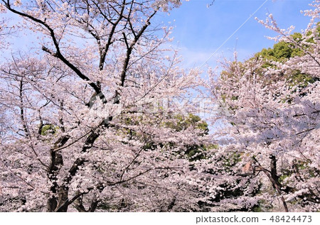 櫻花盛開的春天的上野公園[東京都台東區] 48424473