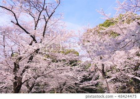 櫻花盛開的春天的上野公園[東京都台東區] 48424475
