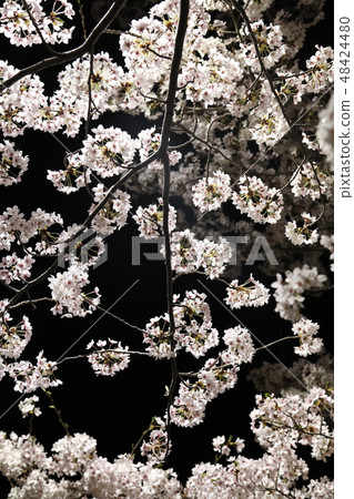 Cherry blossoms at night Cherry blossoms at night 48424480