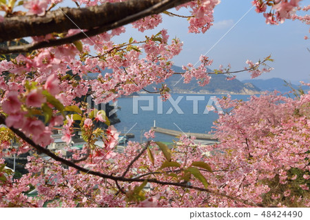 在Shimo半島的Kawazu櫻桃樹在Tsukumi市 48424490