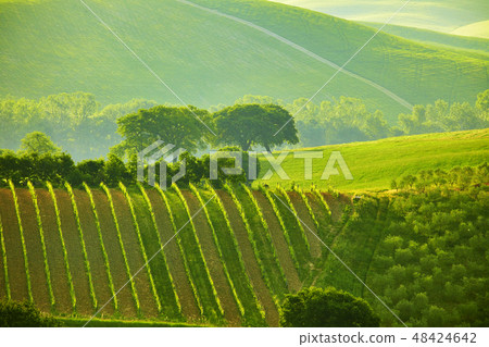 Green Tuscany hills Green Tuscany hills 48424642
