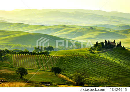 Green Tuscany hills Green Tuscany hills 48424643