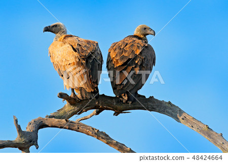 Cape griffon vulture, Gyps coprotheres Cape griffon vulture, Gyps coprotheres 48424664