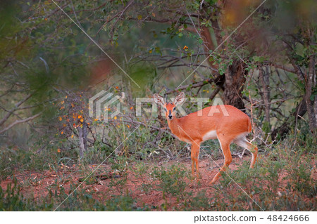 Chobe Bushbuck, Tragelaphus scriptttus ornatus 48424666
