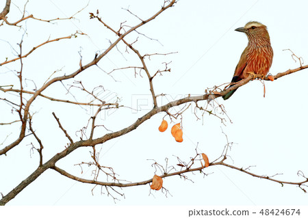 Purple rufous-crowned roller, Coracias naevius Purple rufous-crowned roller, Coracias naevius 48424674