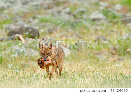 Golden jackal, Canis aureus, feeding scene 48424685