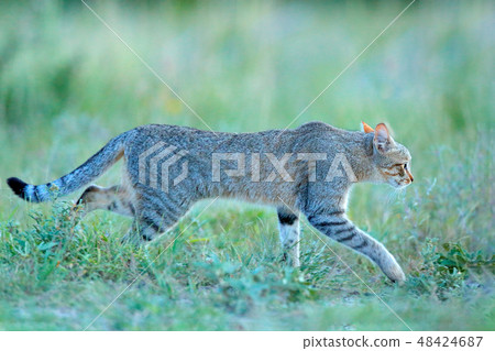 African wildcat, Felis lybica African wildcat, Felis lybica 48424687