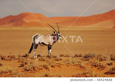 Gemsbok with orange sand dune evening sunset Gemsbok with orange sand dune evening sunset 48424688