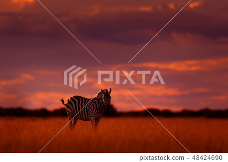 Orange sunset with zebra, wild animal Orange sunset with zebra, wild animal 48424690
