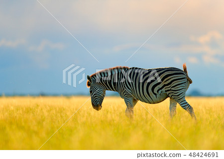 Wild animal on the green meadow during sunset 48424691