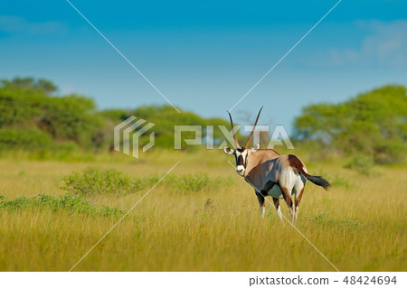 Gemsbok with green forest, evening sunset. 48424694