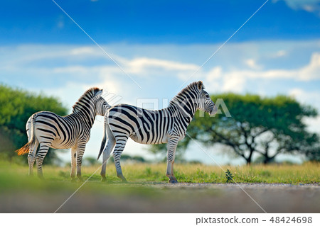 Two zebras in wild Africa. Zebra with blue sky 48424698