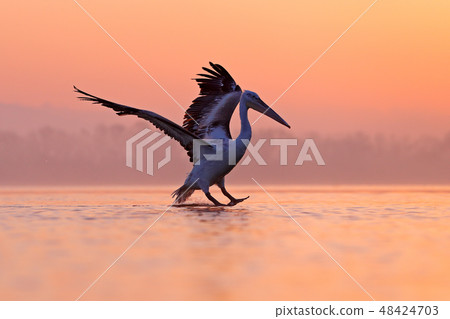 Bird with morning sunrise, Dalmatian pelican Bird with morning sunrise, Dalmatian pelican 48424703