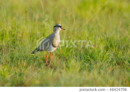 Crowned Lapwing, Vanellus coronatus 48424706