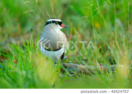 Crowned Lapwing, Vanellus coronatus Crowned Lapwing, Vanellus coronatus 48424707