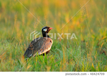 Southern black korhaan bustard, Afrotis afra Southern black korhaan bustard, Afrotis afra 48424709
