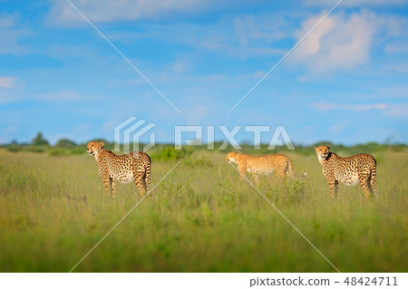 Cheetah family in grass, blue sky with clouds 48424711